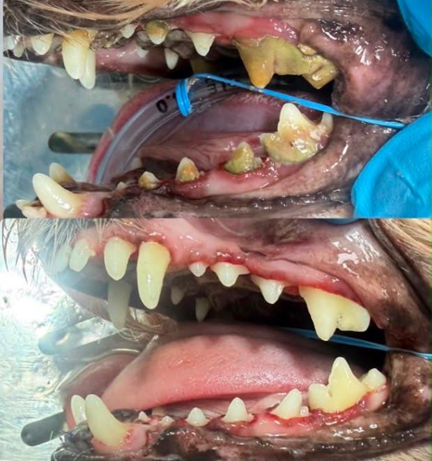 Caso clínico 2 — antes e depois do tratamento odontológico veterinário