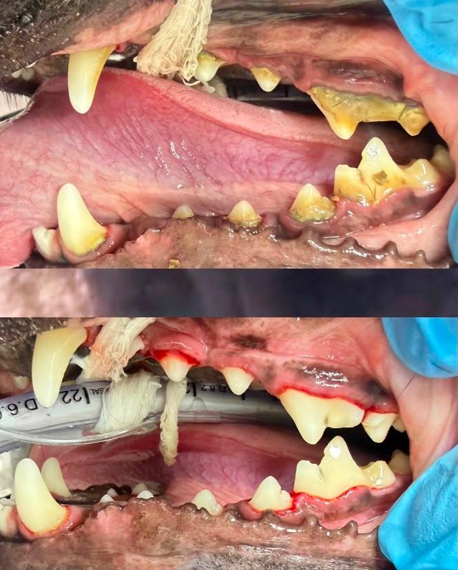 Caso clínico 1 — antes e depois do tratamento odontológico veterinário