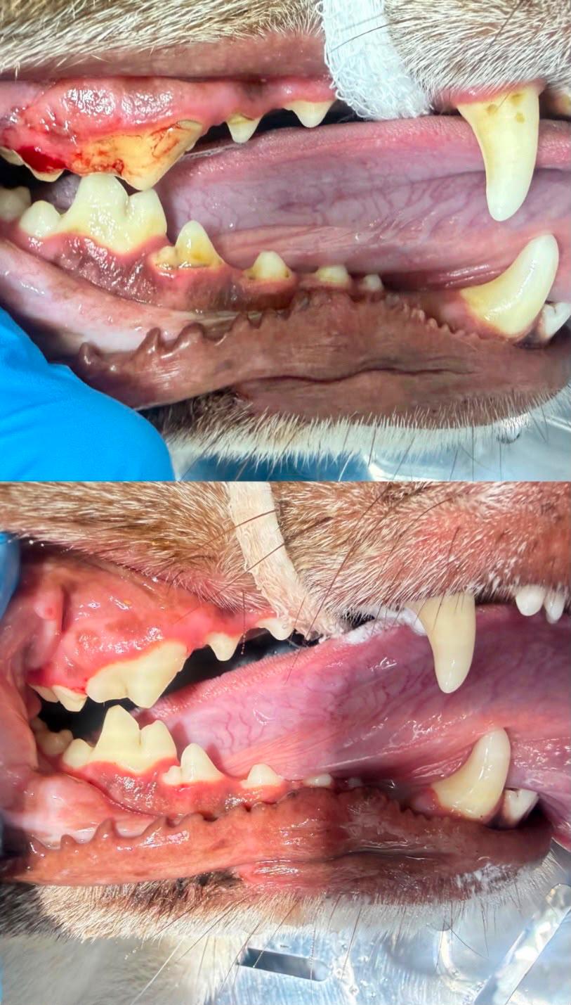 Caso clínico 3 — antes e depois do tratamento odontológico veterinário
